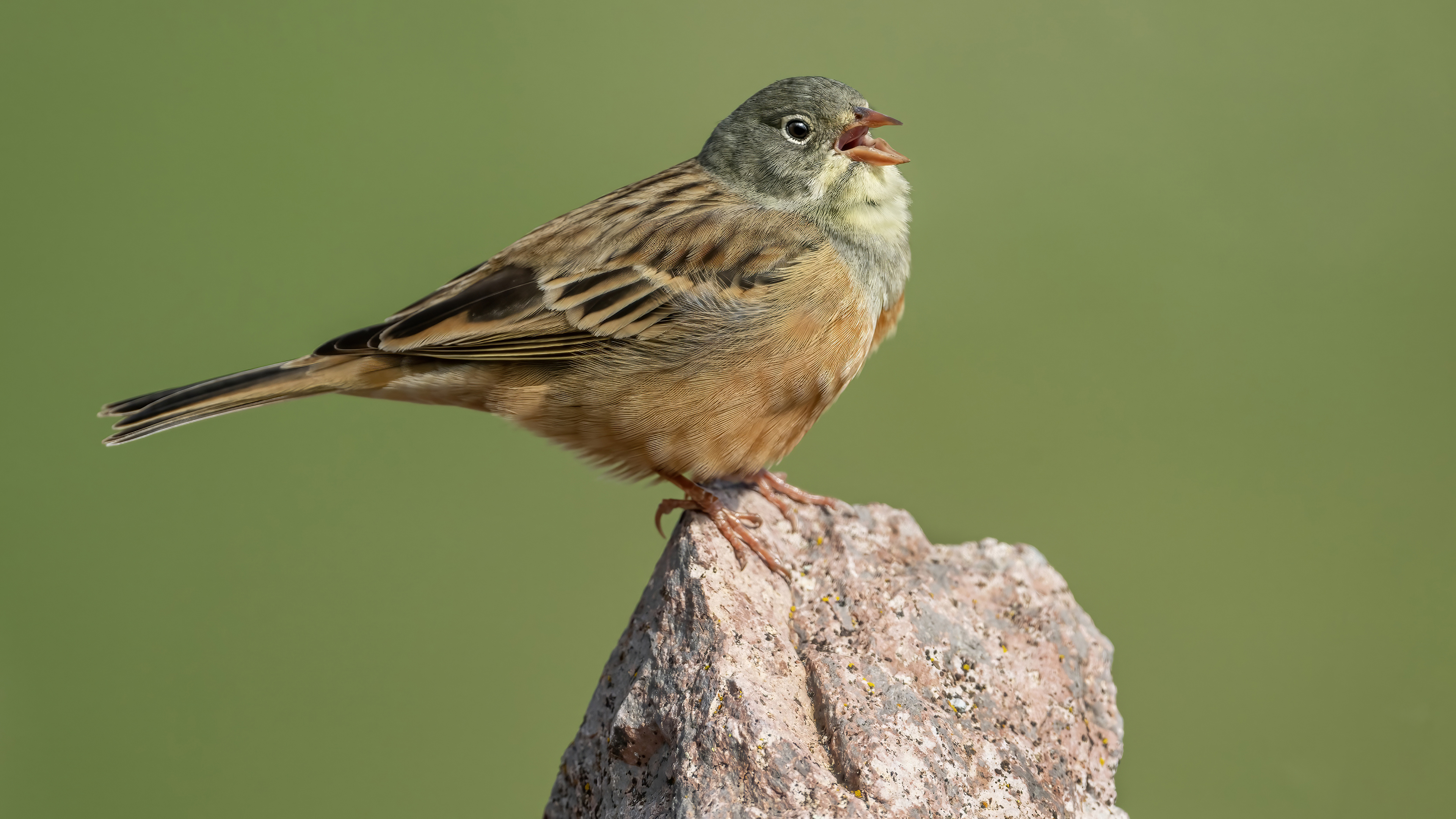 Ortolan Bunting